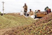 Giá cà phê có xu hướng tăng kể từ đầu năm 2023