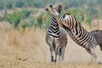 Ngựa vằn tung vó đá tung "mỏ" đồng đội