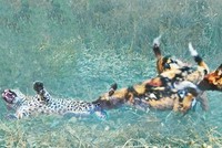 Cả một đời ân oán và màn báo thù tàn khốc của đàn chó hoang giáng xuống đầu báo đốm châu Phi