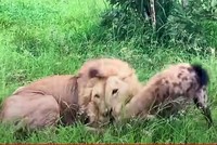 Linh cẩu "lạc lối" trong vòng tay của Vua sư tử