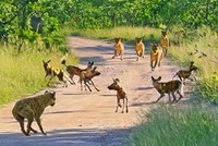 "Mưu hèn kế bẩn" như linh cẩu, mượn sức của vua sư tử để tiêu diệt kẻ thù