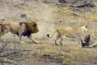 Pha xử lý cồng kềnh của sư tử đực khiến cả đàn phải mất ăn