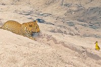 Quá cao tay, chú chim nhỏ 2 lần sử dụng chiến thuật giả chết để đánh lừa báo hoa mai