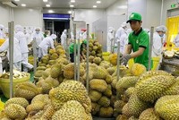 Xuất khẩu hàng rau quả sang Trung Quốc 5 tháng đạt 1,3 tỷ USD, tăng 78% so với cùng kỳ.