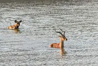 Lý do chó hoang là loài động vật săn mồi có tỷ lệ thành công cao nhất