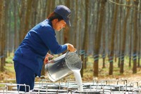 Nhu cầu tiêu thụ cao su được kỳ vọng sẽ tăng trong nửa cuối năm 2023.