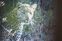 Cuộc chạm trán đầy bất ngờ với báo hoa mai và bài học "xương máu" đối với khách du lịch