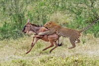 Nỗ lực hơn 3 tiếng đồng hồ và cái kết "ngọt ngào" dành cho báo hoa mai