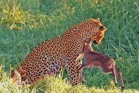 Nỗ lực sinh tồn bất thành của chú linh dương bé nhỏ trước "cái bóng" báo hoa mai quá lớn