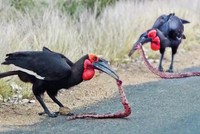 Đang hân hoan trong "vũ điệu" giao phối, cặp đôi rắn hổ mang bị kẻ thù bất ngờ tập kích