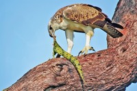 Số phận hẩm hiu của cá sấu sông Nile khi gặp phải loài đại bàng hùng mạnh nhất bầu trời châu Phi