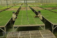 Sản xuất cây giống theo mô hình nông nghiệp công nghệ cao. (Ảnh: Vũ Sinh/TTXVN)