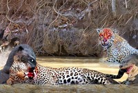 Tưởng dễ xơi, báo đốm bị rái cá khổng lồ "vả" cho không trượt phát nào