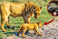Thấy con bước đi cà nhắc, sư tử mẹ phát hoảng sau khi phát hiện ra sự thật đáng sợ
