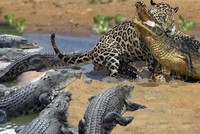 Bảo vệ miếng mồi ngon, báo hoa mai quyết chiến cùng lúc với 3 con cá sấu to lớn