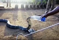 Độc lạ Ấn Độ, người đàn ông cho rắn hổ mang chúa uống nước bằng chai