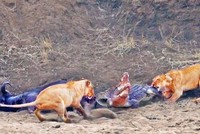 Cá sấu khổng lồ ngang ngược, "không làm mà vẫn muốn ăn"