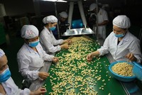 Một doanh nghiệp điều của Việt Nam có nguy cơ bị lừa đảo khi xuất khẩu điều nhân sang Dubai.