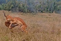 Chiến thuật nằm im chờ "tình yêu" tới của báo hoa mai