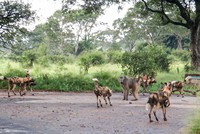 Bị đồng đội bỏ rơi, một mình "chiến thần" khỉ đầu chó chấp hết đàn chó hoang hung dữ