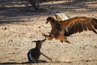 Loài đại bàng mạnh nhất châu Phi "giáng phàm" săn mồi cực kỳ mãn nhãn