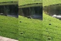 Tuyệt kỹ "vòng xoay tử thần", một quật hạ gục rắn khổng lồ của cá sấu mõm ngắn