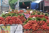 Liên kết 4 nhà, liên kết vùng miền: Có phải vẫn đẩy việc khó cho nông dân?