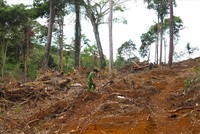 Công ty cổ phần Cao su Bảo Lâm phải giải trình việc mất 85,37 ha rừng