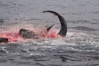 Pha săn mồi nhanh, gọn, dứt khoát của cá mập Galapagos "nhuộm đỏ" cả một góc đại dương