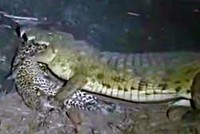 Cá sấu sông Nile thể hiện sức mạnh thống trị, "hủy diệt" báo hoa mai