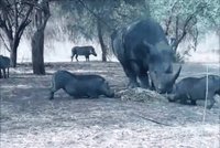 Lợn rừng "bay giữa ngân hà" sau cú nựng yêu của tê giác