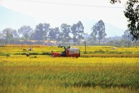 Ngành gạo Việt Nam vẫn đang đứng trước nhiều yếu tố thuận lợi.