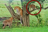 Loài động vật khiến cả gia đình nhà báo hoa mai phải sợ hãi, co ro trốn trên cành cây