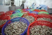 Tôm là sản phẩm được Trung Quốc nhập khẩu nhiều nhất trong nhóm thủy sản của Việt Nam.