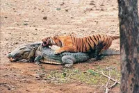 Trận chiến làm nên tên tuổi của "huyền thoại" hổ bengal 