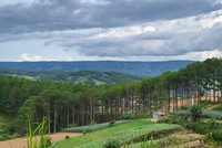 Lâm Đồng: Để mất 1.200 m2 rừng, Công ty Lê Thùy cam kết bồi thường