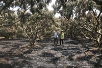 Hàng trăm cây vải bị cháy khô hết lá ở trên cây. (Ảnh: Tiến Vĩnh/TTXVN)