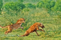 Linh cẩu đua tốc độ cùng "vua tốc độ" châu Phi