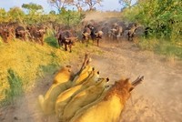 Tình mẹ bao la, trâu rừng nguyện hy sinh tính mạng để đổi lấy bình an cho đứa con trước vòng vây của đàn sư tử