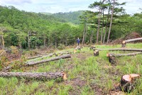 Lâm Đồng dừng chấp thuận chủ trương đầu tư các dự án liên quan đến rừng