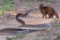 Loài động vật có biệt danh "cỗ quan tài di động" cũng phải vẫy tay chào thua trước sự bất cần của cầy mangut