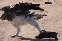 Đại bàng Martial lùa lợn rừng chạy "như vịt" trên đường 