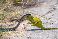 Loài rắn sở hữu chất độc khủng khiếp nuốt chửng tắc kè hoa