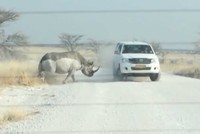 Việc ngu ngốc nhất trên đời là chọc giận một con tê giác