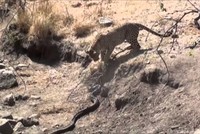 Khắc tinh của loài trăn hung dữ nhất châu Phi