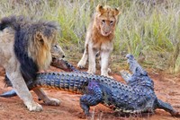 Cá sấu lên bờ, không ngờ "va" phải Vua sư tử