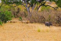 Lơ đễnh để lạc mất con, voi mẹ "hết hồn" sau khi biết những hiểm nguy rình rập