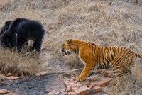 Loài gấu gây ra nhiều vụ tấn công con người nhất thế giới bị đàn hổ "giải quyết" trong chớp mắt