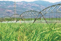 Giá mía nguyên liệu gần đây tăng cao, trong khi chiếm tới 70 - 80% giá thành sản xuất đường.