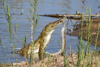 Cá sấu hung tợn "làm gỏi" trăn đá châu Phi